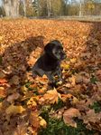 blandras labrador schäfer 