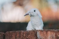 Gullig 8-veckors pojke med härstamningsbevis!