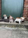 Cavalier King Charles spaniel valpar 