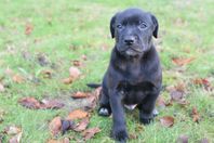 Hundvalpar Blandras: Golden Retriever