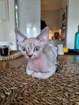 Devon rex 