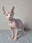 Sphynx hane 6 mån