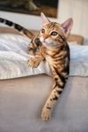 Super fin marble bengal kattunge