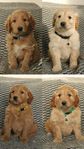 Goldendoodle, valp