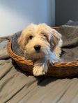 Goldendoodle valp