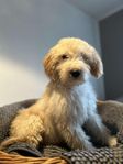 Goldendoodle valp