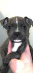 Staffordshire Bullterrier 