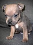 Staffordshire Bullterrier 