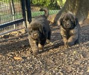 Leonberger valpar 