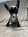 chinese crested hane(skk) 