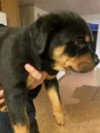 Rottweiler valp 9 veckor 