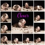 mix english/old english bulldog valpar