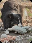 Shetland Sheepdog-hane