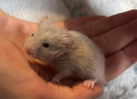 Guldhamsterungar /Guldhamster 