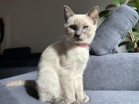 Ragdoll & Siames Mix