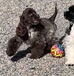 Amerikansk Cocker Spaniel 