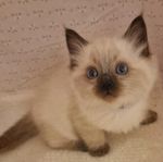 Kattungar (Ragdoll/Helig Birma)