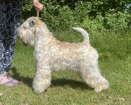 Irish Softcoated Wheaten Terrier