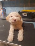 Lagotto Romagnolo valp