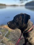 Cane Corso mix 