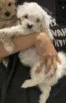 F1 Maltipoo Valp Tik