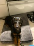 Dachshund, normalstorlek, 5 månader 