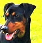 Pinscher * Tik 4 ½ år