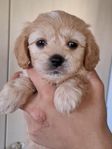 maltipoo valpar 10v