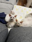 Devon Rex kattungar