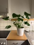 Monstera 