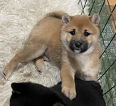 Shiba Inu valpar 