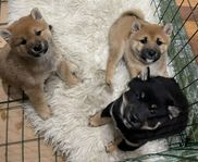 Shiba Inu valpar 