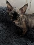 Devon Rex flicka söker sin egen familj 