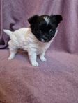 Fluffig Chihuahua/pomchi kille