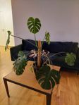 Monstera