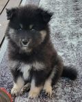 Finska Lapphunds valpar