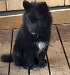 Finska Lapphunds valpar