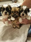 Shih tzu/Lhasa apso Valpar