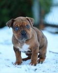 american bully tik (delbetalning)