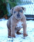 american bully hane (delbetalning)