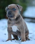 american bully hane (delbetalning)