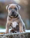 american bully hane (delbetalning)