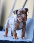 american bully hane (delbetalning)