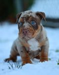 american bully hane (delbetalning)