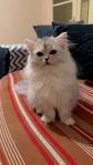 Ragdoll Persian Mix