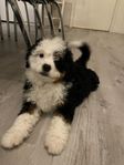 Bernedoodle Tiny