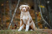 Australian shepherd valpar