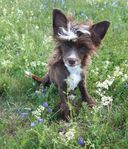 Chinese crested powder puff 