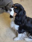 Cavalier King Charles Spaniel Tik