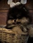 Pomeranian 